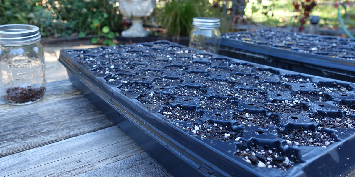 Two seed trays were filled with potting soil.
